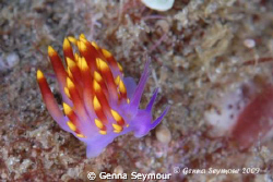 Funky nudi!  
Taken in rough conditions, Nikon D200 with... by Genna Seymour 